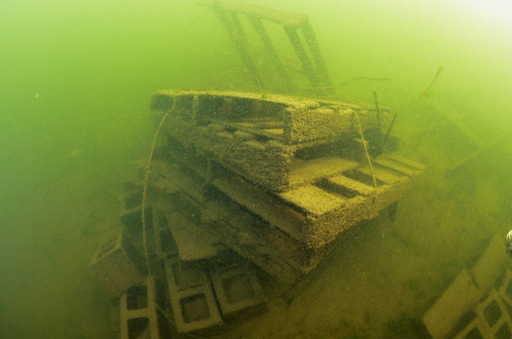 Fish crib